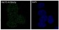 Anti-Hsc70 HSPA8 Rabbit Monoclonal Antibody